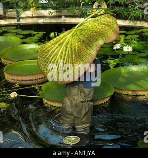 versteckt unter einem riesigen Seerosen-pad Stockfoto