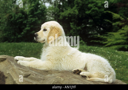 Golden Retriever Welpe - liegend auf Felsen Stockfoto