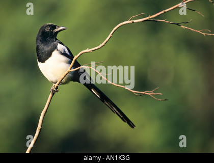 Elster Pica Pica Madge gemeinsame Elster eurasischen Stockfoto