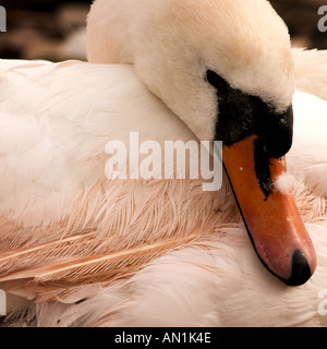 Schwäne im Hafen von Galway, Irland Stockfoto