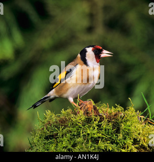 Distelfink Stieglitz Zuchtjahr Zuchtjahr Europäische Goldfinch Stockfoto