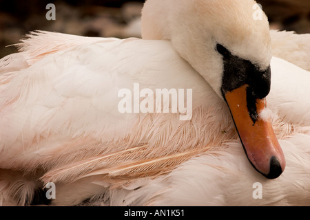 Schwäne im Hafen von Galway, Irland Stockfoto