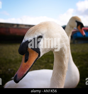 Schwäne im Hafen von Galway, Irland Stockfoto