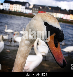 Schwäne im Hafen von Galway, Irland Stockfoto