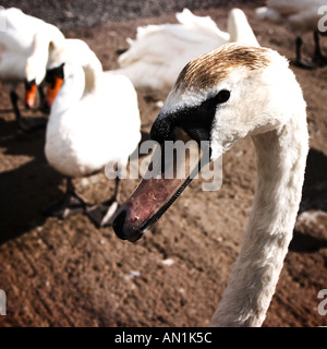 Schwäne im Hafen von Galway, Irland Stockfoto