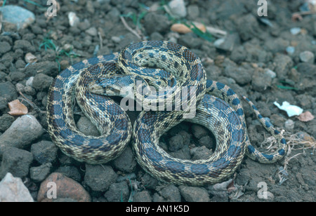 Bullsnake (Pituophis Catenifer ehrlich) Stockfoto