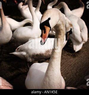 Schwäne im Hafen von Galway, Irland Stockfoto