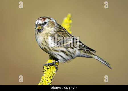 Alpenbirkenzeisig weniger Redpoll Alpen Birkenzeisig Zuchtjahr Kabarett Ostalbkreis Baden Württemberg Deutschland Deutschland Stockfoto