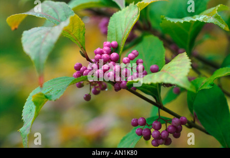 Japanische Beautyberry (Callicarpa Japonica), Früchte Stockfoto