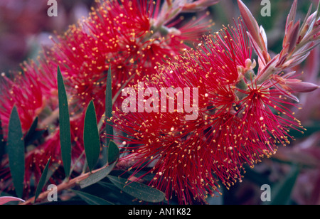 weiße Bottlebrush, Weide Bottlebrush (Zylinderputzer Salignus), blühen Stockfoto