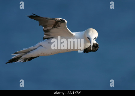 Basstoelpel Sula Bassana Northern Gannet Morus bassanus Stockfoto