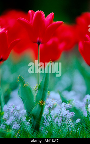 gemeinsamer Garten Tulpe (Tulipa Gesneriana), rote Blüten im Frühjahr, Deutschland Stockfoto