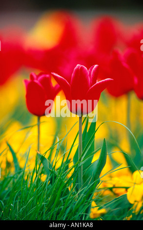 gemeinsamer Garten Tulpe (Tulipa Gesneriana), rote Blüte, Deutschland Stockfoto