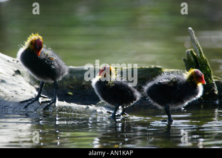 BLaesshuhn Fulica Atra Blässhuhn Europa Europa Stockfoto