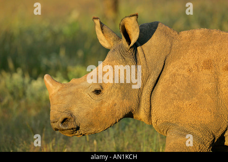 Porträt einer jungen weißen Rhinoceros Ceratotherium Simum Mount Etjo Namibia Afrika Stockfoto