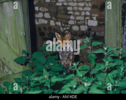 Europäischen Rotfuchs Vulpes Vulpes Brennesseln stehen im Stadtgarten unter Stockfoto