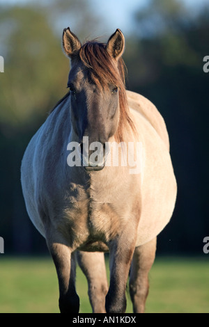 Wildpferd Dülmen Wildhorse Dülmen Deutschland Stockfoto