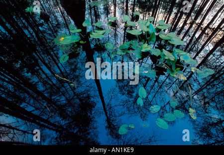 Tuberöse Weiße Seerose (Nymphaea Odorata SSP. Tuberosa), USA, Florida, Highland Hängematte State Park Stockfoto