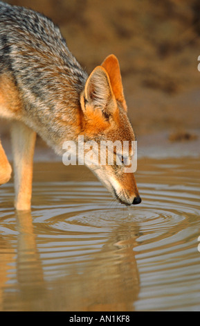 Black-backed Jackal (Canis Mesomelas), trinken, Porträt, Kgalagadi Transfrontier NP Stockfoto