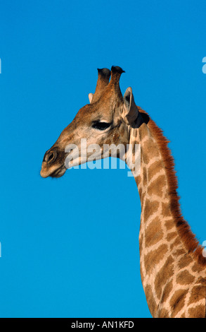 Giraffe (Giraffa Plancius), Porträt, höchste Tier, Südafrika, Kgalagadi Transfrontier NP Stockfoto