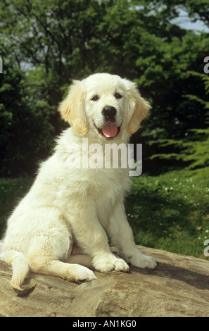 Golden Retriever Welpe - sitzt auf Felsen Stockfoto