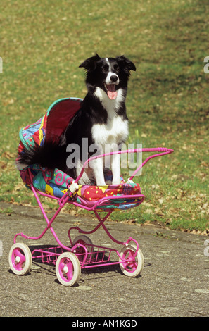 Border-Collie - in einen Kinderwagen Stockfoto