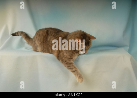 Hauskatze - liegend - Ausschneiden Stockfoto