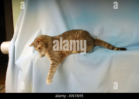 Hauskatze - liegend - Ausschneiden Stockfoto