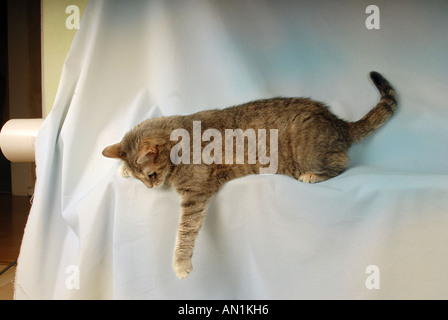 Tabby Katze - liegend - Ausschneiden Stockfoto