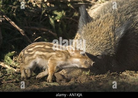 Wildschwein - Bache mit Shoat Sus scrofa Stockfoto