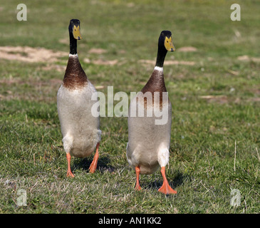zwei Stockenten - Erpel - läuft auf Wiese Anas platyrhynchos Stockfoto