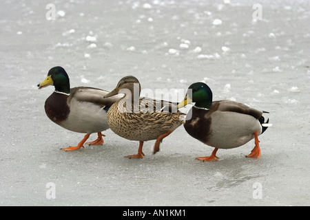 drei Stockenten - auf zugefrorenen See Stockfoto