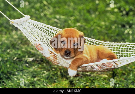 halbe Rasse Welpen in Hängematte Stockfoto
