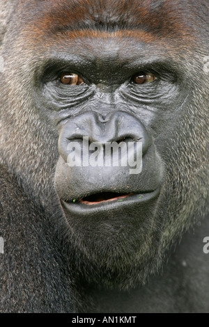 Flachlandgorilla Gorilla Gorilla westlichen Gorilla Westgorilla Menschenaffe Flachland Gorilla Westerngorilla Stockfoto