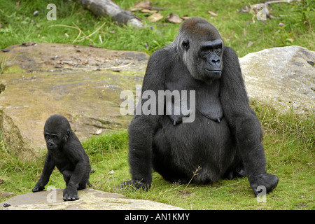 Flachlandgorilla Gorilla Gorilla westlichen Gorilla Westgorilla Menschenaffe Flachland Gorilla Westerngorilla Stockfoto