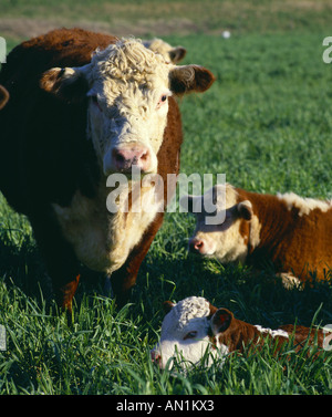 2 WOCHEN ALTEN REINRASSIGEN HEREFORD KALB UND KUH Stockfoto