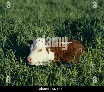 2 WOCHEN ALTEN REINRASSIGEN HEREFORD KALB Stockfoto