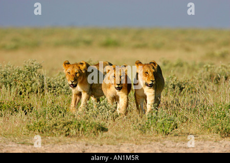 drei junge Löwen Panthera Leo in der Savanne Etosha Nationalpark Namibia Afrika Stockfoto