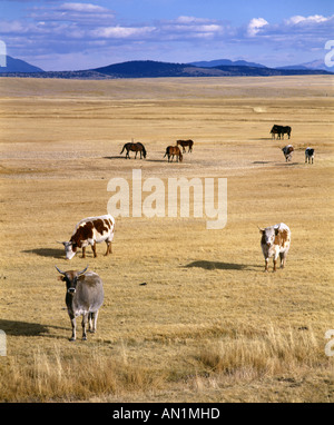 LONGHORN RINDER UND PFERDE GRASEN AUF DER WEIDE COLORADO Stockfoto