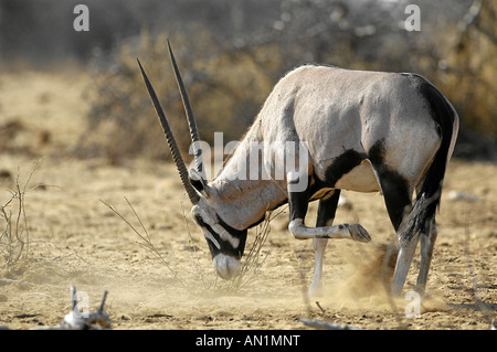 Oryxantilope Oryx Gemsbock Oryx Gazella Oryx Spiessbock Afrika Afrika Stockfoto