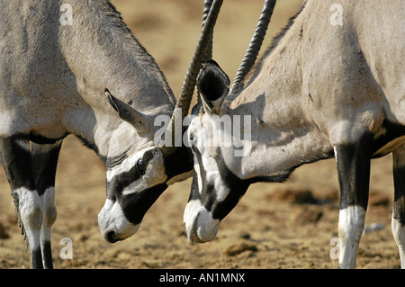 Oryxantilope Oryx Gemsbock Oryx Gazella Oryx Spiessbock Afrika Afrika Stockfoto