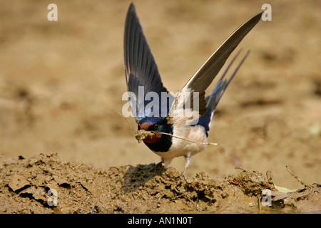 Rauchschwalbe Hirundo Rustica sammeln Clay in eine Pfütze Regen Kroatien Stockfoto