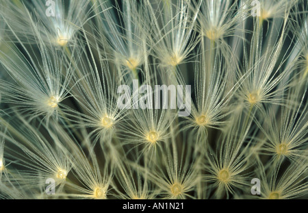 gemeinsamen Löwenzahn (Taraxacum Officinale), Samen Stockfoto