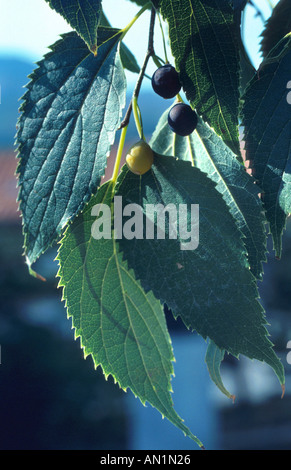 Europäischer Zürgelbaum, Brennnessel Baum (Celtis Australis), verlässt mit Früchten Stockfoto