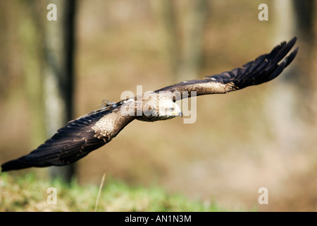 Schwarzmilan Milvus Migrans Black Kite Europe Stockfoto