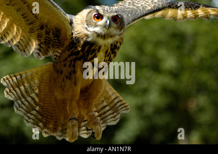 Uhu Bubo Bubo Uhu Europa Mitte Europa Europa Mitteleuropa Stockfoto