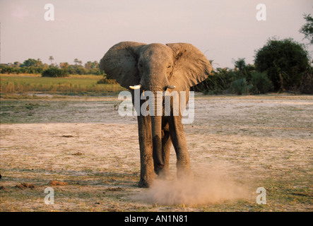 Afrikanischer Elefant Loxodonta Africana Kicking Staub Botswana Stockfoto