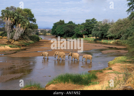 Afrikanischer Elefant Loxodonta Africana Crossing Uaso Nyiro Fluss Samburu, Kenia Stockfoto