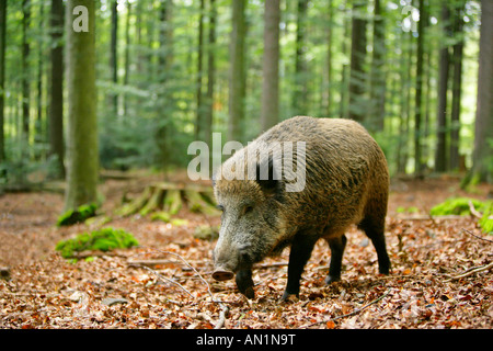 Wildschwein Sus Scrofa Nahrungssuche im Wald Nationalpark Bayerischer Wald Bayern Deutschland Stockfoto