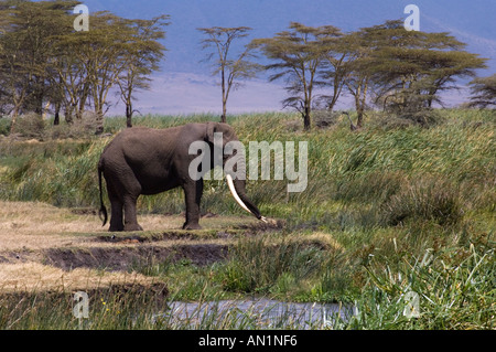 Afrikanischen Elefantenbullen trinken in Ngoitokitok Springs, Ngorongoro Crater, Tansania. Stockfoto